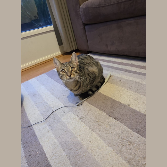 Photo of Lilo