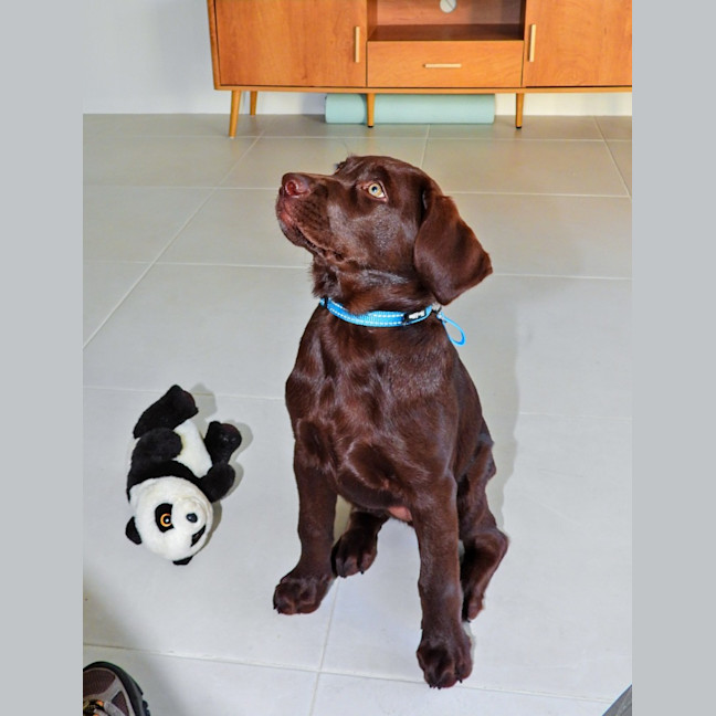 Photo of Coco