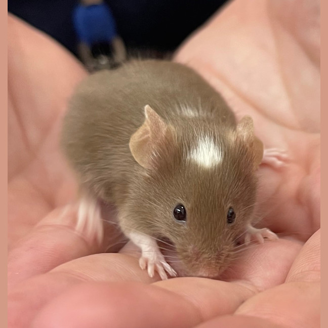 Photo of Roquefort