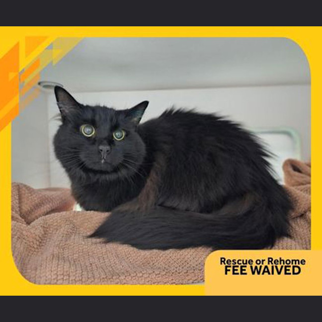 Photo of Toothless