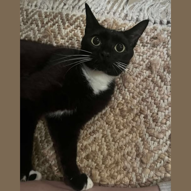 Photo of Magpie 