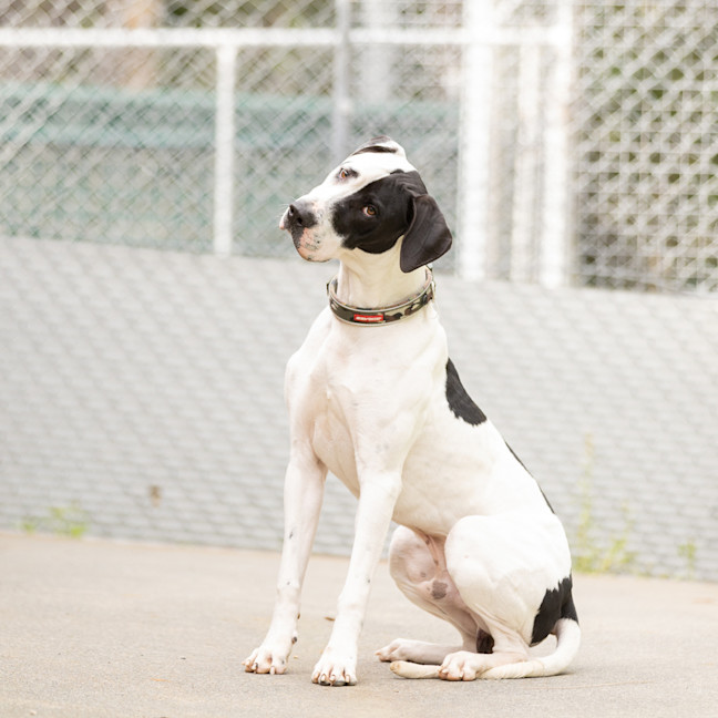 Photo of Spotty