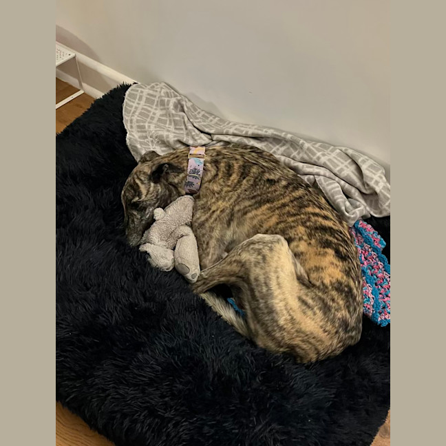 Photo of Roxy