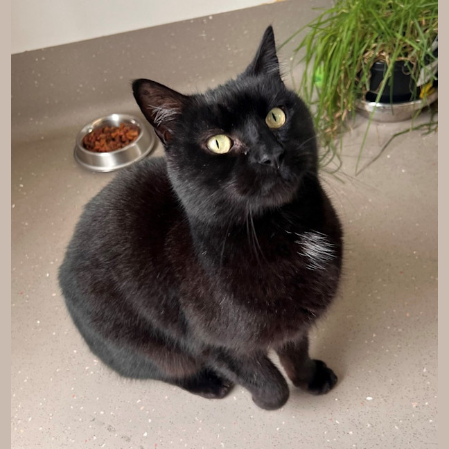 Photo of C1211 Pirate