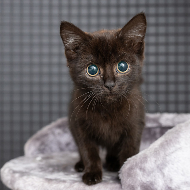 Photo of Wednesday