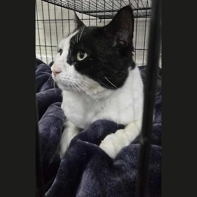 Photo of Frankie   4 Year Old Domestic Short Hair