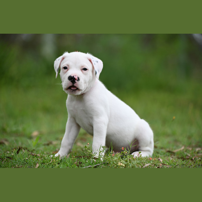 Photo of Hamish