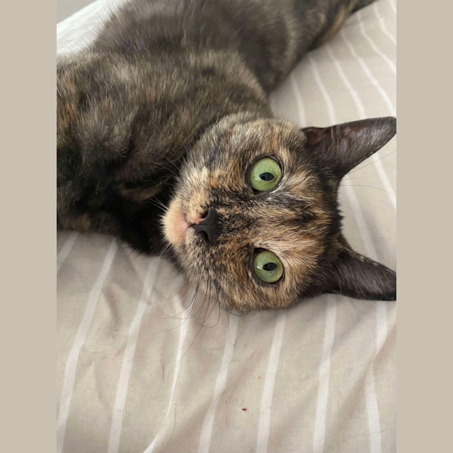 Photo of Olive 🫒 🩷