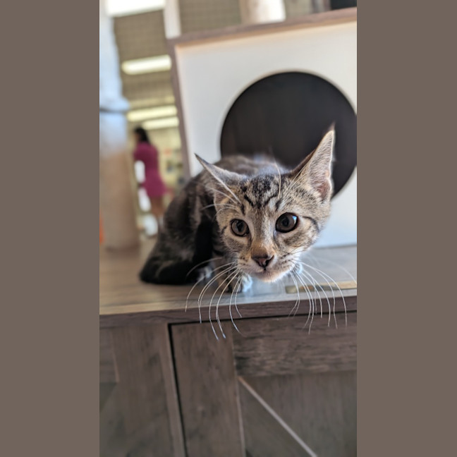 Photo of Fig