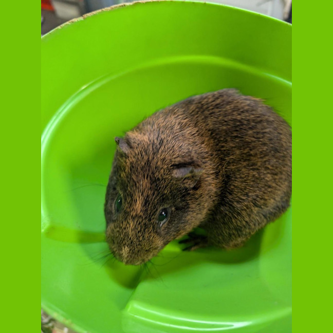 Photo of Porkie
