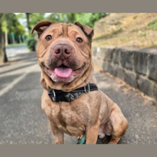 Photo of Rusty