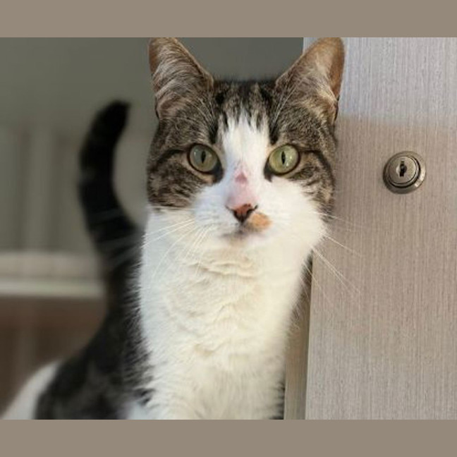 Photo of Shiloh