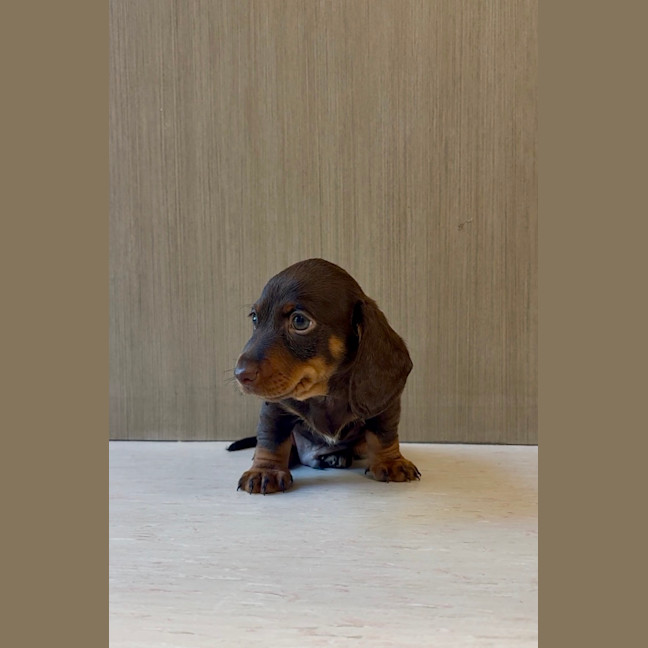 Photo of Arlo