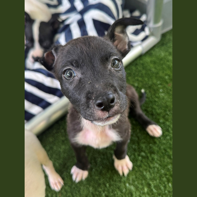 Photo of D1232 Vincent Van Gogh