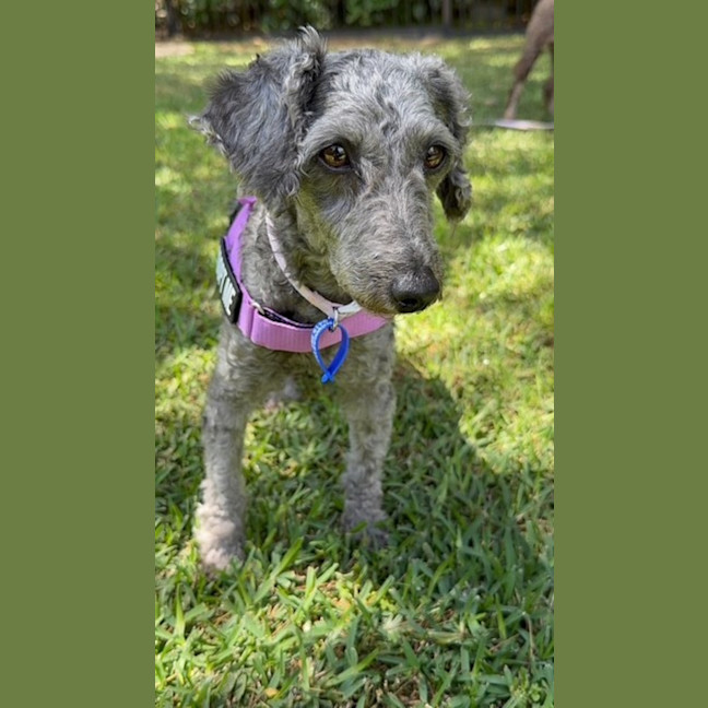 Photo of Coco & Bubbles   3 & 1 Yo Toy Poodle