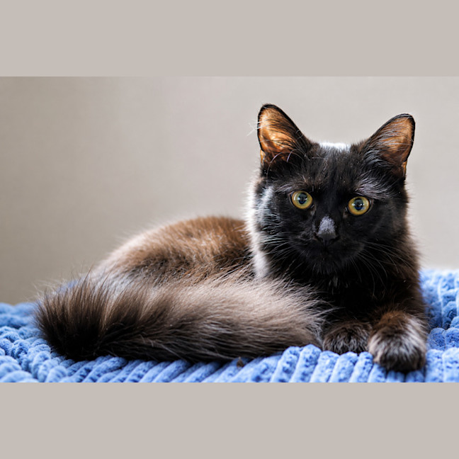 Photo of Henrietta