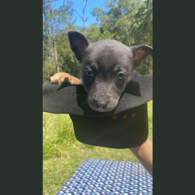 Photo of Pepper   8 Week Old Kelpie X (Trial)