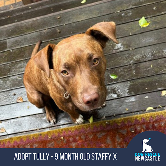 Photo of Tully   9 Month Old Staffy X