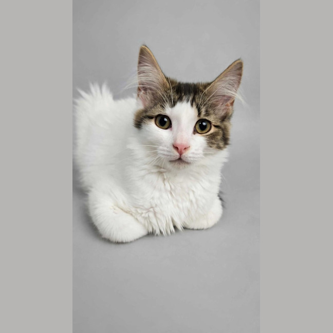 Photo of Muffin 