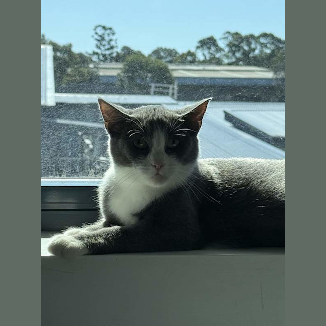 Photo of Clover
