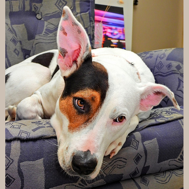 Photo of Lola (Was Honey)