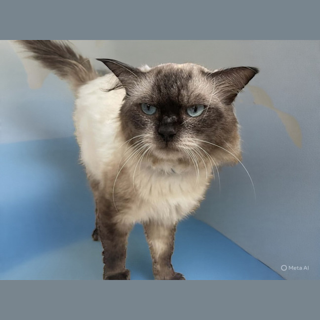 Photo of Ronan (9025)