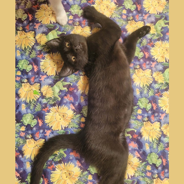 Photo of 🖤 Poppy 🖤