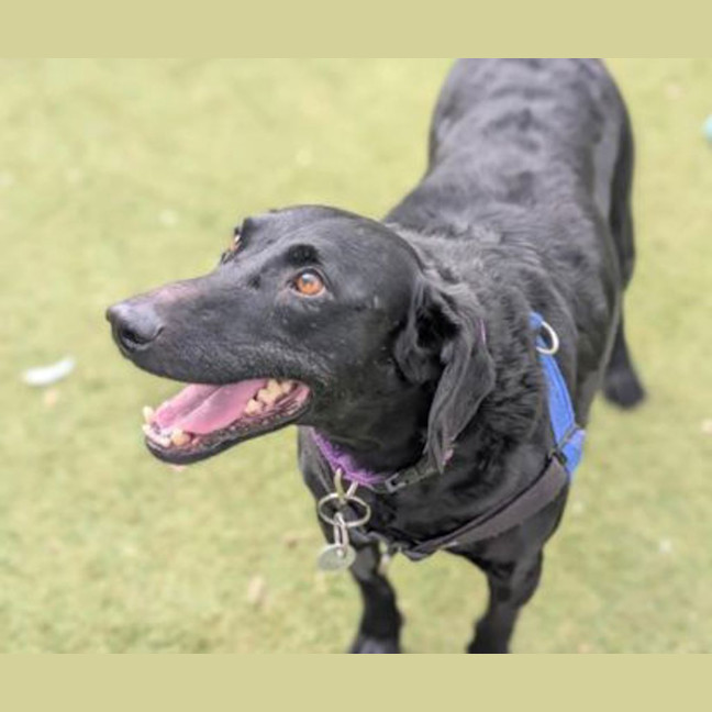 Photo of Ares