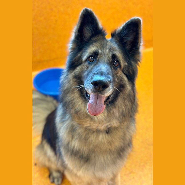 Photo of Axel