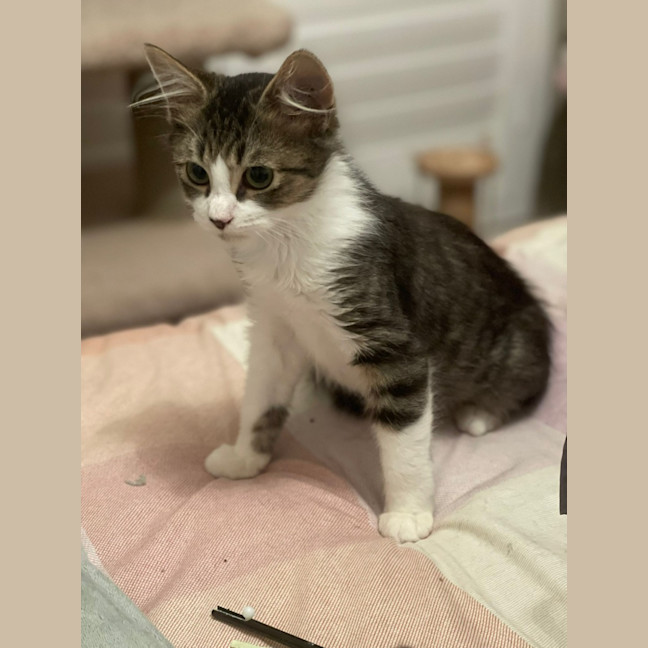 Photo of Alfie