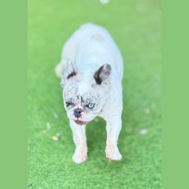 Photo of Wiggles
