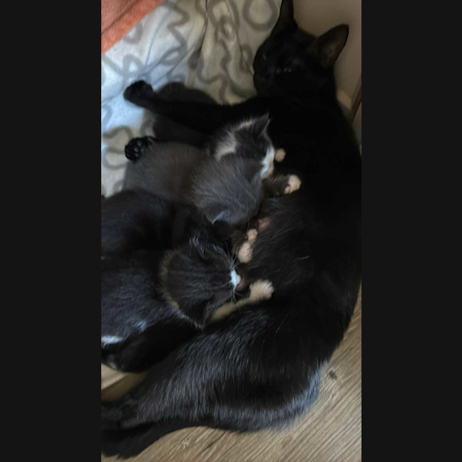 Photo of Morticia