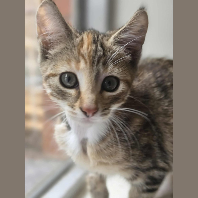 Photo of Toffee   In Foster Care In Healsville