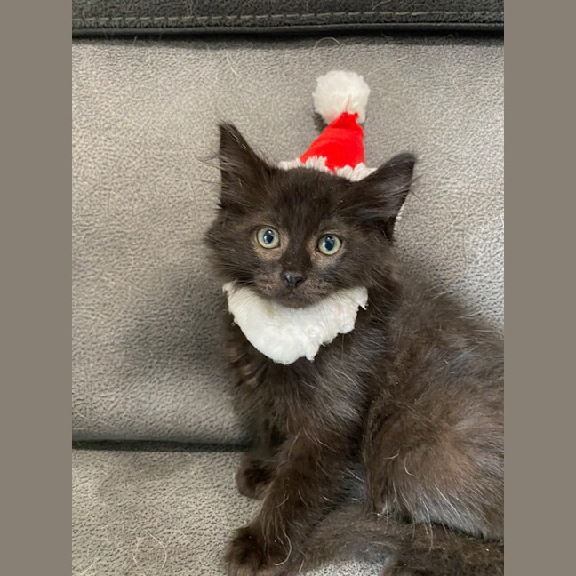 Photo of Sultana Bran