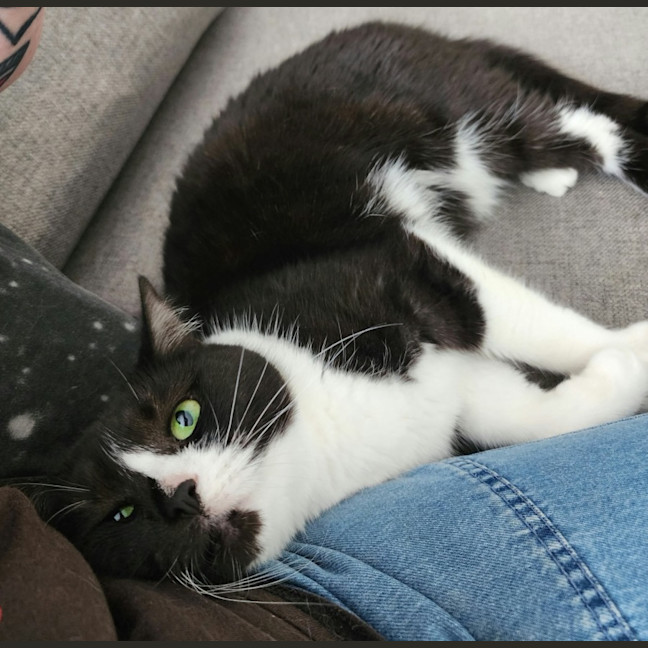 Photo of Dusty   In Foster Care In Ardeer