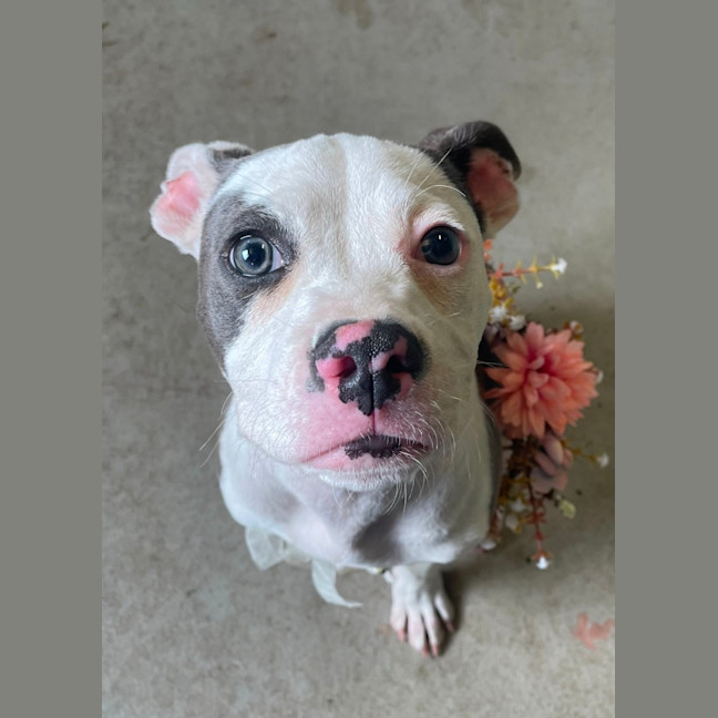 Photo of Blossom