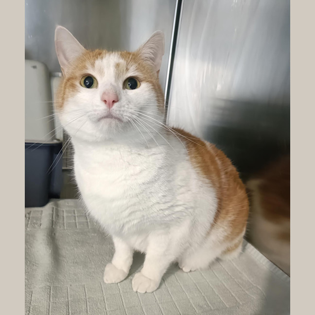 Photo of Kit