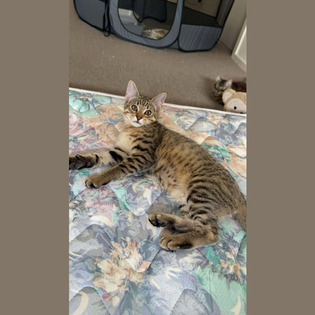 Photo of Samba