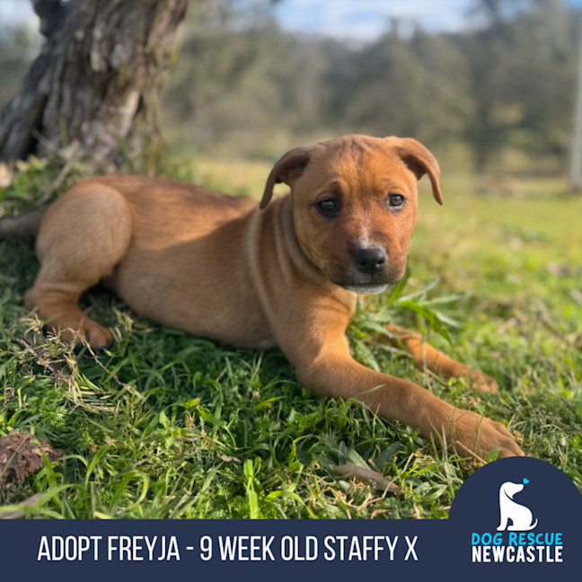 Photo of Freyja   12 Week Old Staffy X