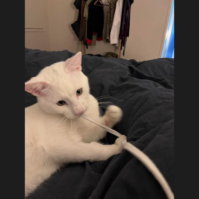 Photo of Ice