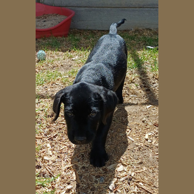 Photo of Theo (Gray Collar)