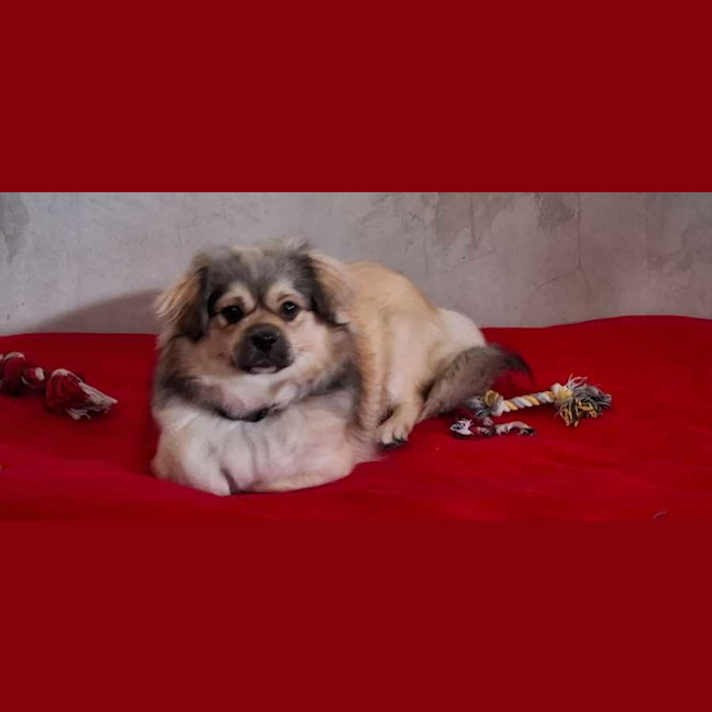 Photo of Lady And Zeus