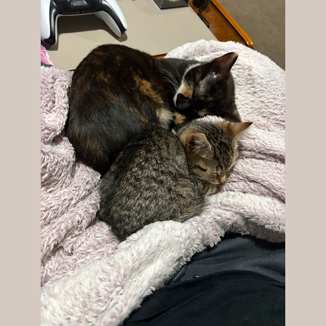 Photo of Venti **2nd Chance Cat Rescue**