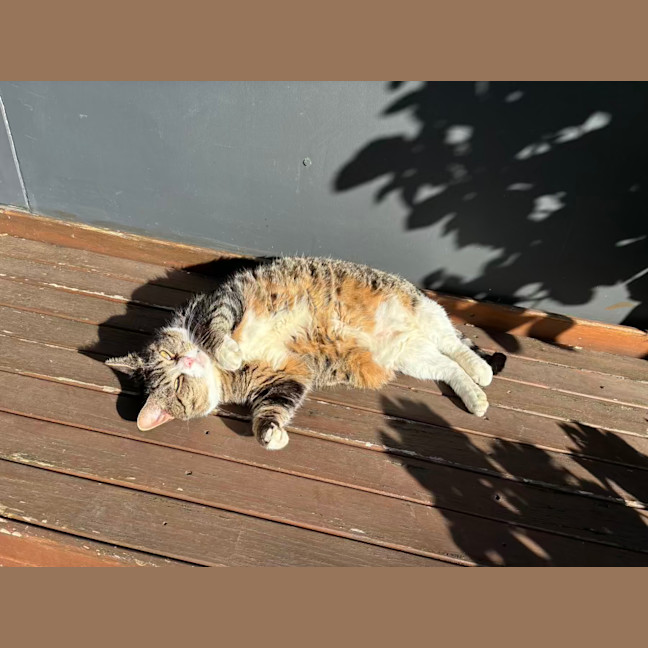 Photo of Izzy
