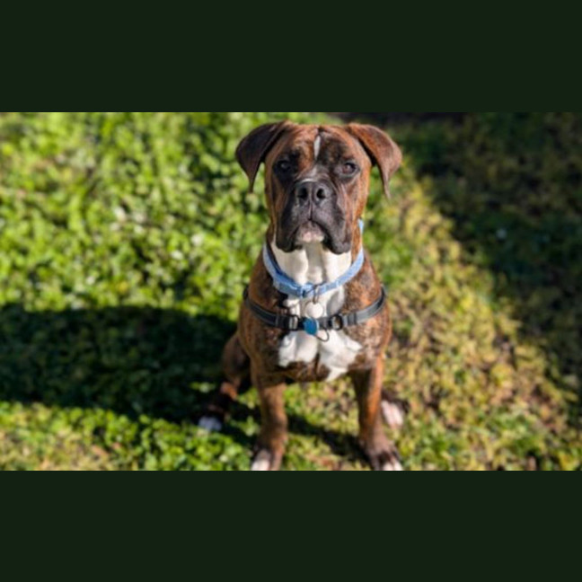 Photo of Jax