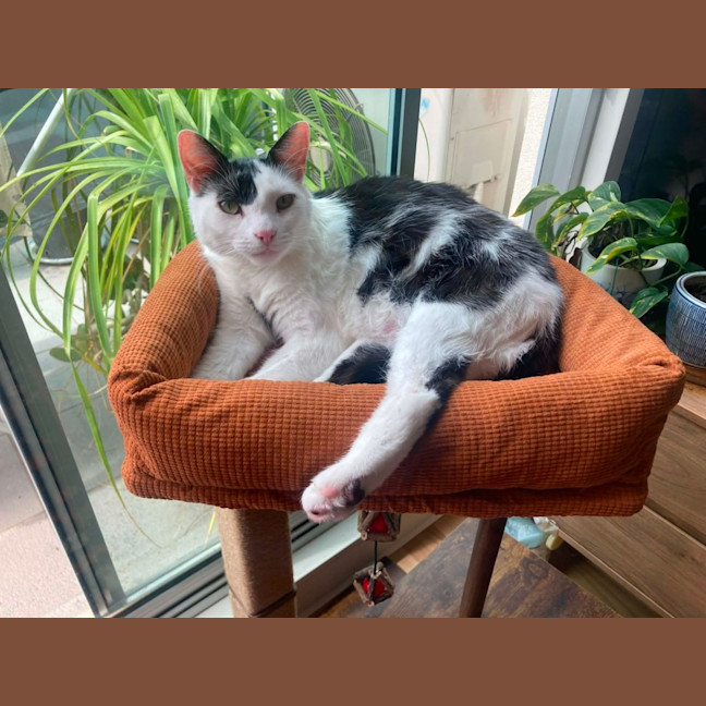 Photo of Little Guy   In Foster In Care In Brunswick East