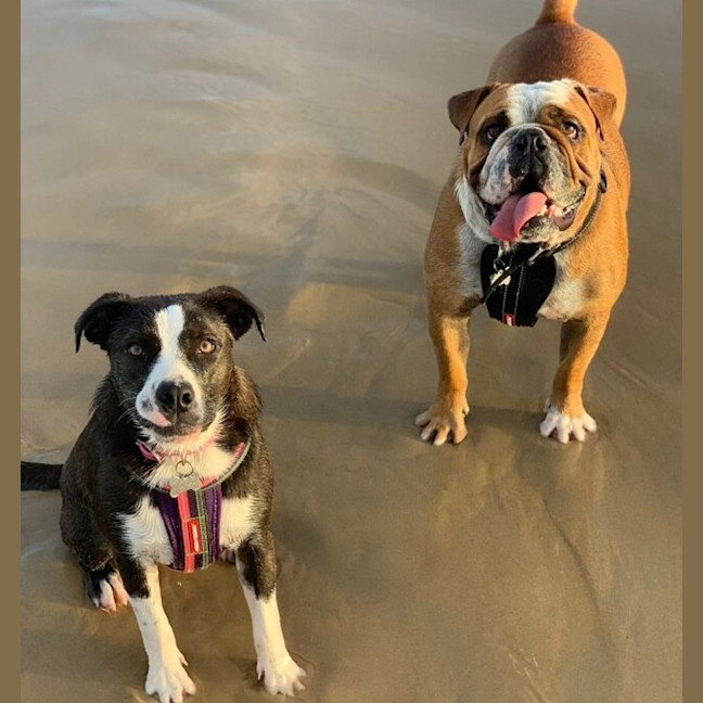 Photo of Iggy And Lou Lou