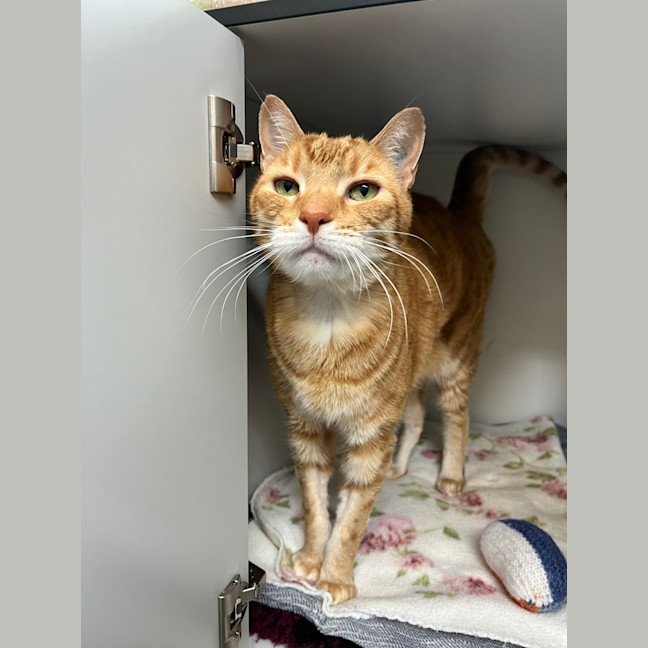 Photo of Gingerbread