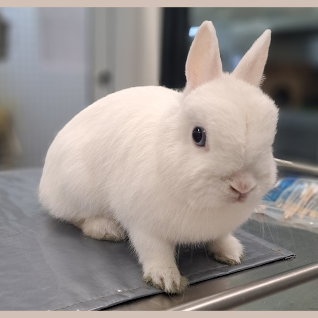 Photo of Gumdrop