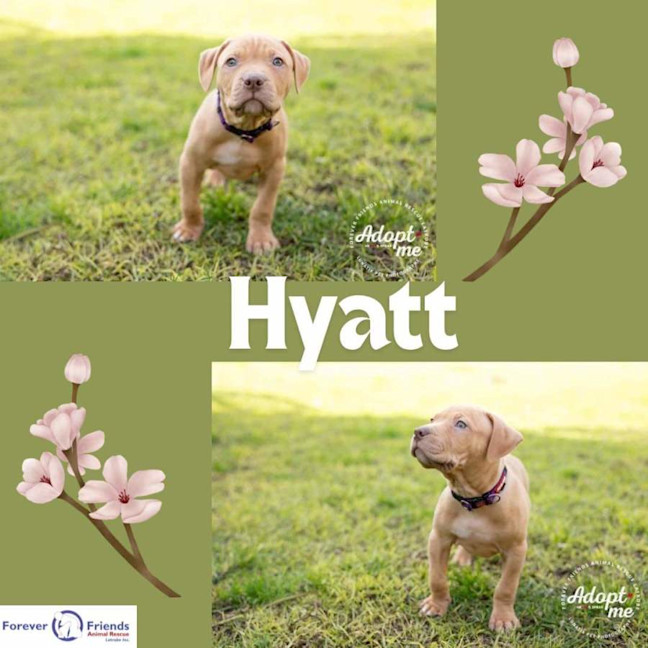 Photo of Maple's Pups